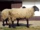 Tsigai (Cigája) כבש - גזעי כבשים