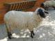 Tsigai (Cigája) ovca - Pasmina ovaca