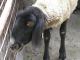 Tsigai (Cigája) ovca - Pasmina ovaca