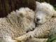 Tukidale owca - Rasy owiec