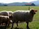 Tunis owca - Rasy owiec