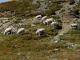 Tyrol Mountain Hausschaf - Rassen Sheep