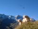 Tyrol Mountain  sheep