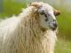 Walachei (Walachenschaf) Hausschaf - Rassen Sheep