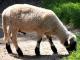 Wallis Blacknose (Walliser Schwarznasenschaf) Hausschaf - Rassen Sheep