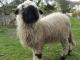 Valais Blacknose (Walliser Schwarznasenschaf) כבש - גזעי כבשים