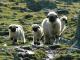 Wallis Blacknose (Walliser Schwarznasenschaf) Hausschaf - Rassen Sheep