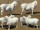 Van Rooy owca - Rasy owiec