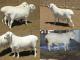 Van Rooy ovca - Pasmina ovaca