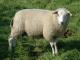 לאמס schaap (כבשי פלמית) כבש - גזעי כבשים