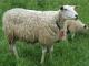 לאמס schaap (כבשי פלמית) כבש - גזעי כבשים