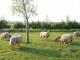 Vlaams schaap (Flämische Sheep) Hausschaf - Rassen Sheep