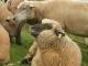 Vendéen owca - Rasy owiec