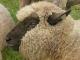 Vendéen ovca - Pasmina ovaca