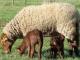 Voskop (Ardense Voskop) Hausschaf - Rassen Sheep