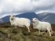 Welsh Mountain Hausschaf - Rassen Sheep