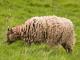 Welsh Mule owca - Rasy owiec