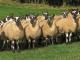 Welsh Mule Domba - Domba Breeds