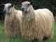 Wensleydale Hausschaf - Rassen Sheep