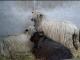 Wensleydale ovca - Pasmina ovaca