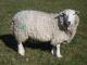 Whiteface Dartmoor Hausschaf - Rassen Sheep