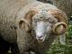 Whiteface Dartmoor  sheep