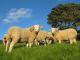 Whiteface Woodland ovca - Pasmina ovaca
