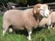 Whiteface Woodland owca - Rasy owiec