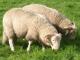 Whiteface Woodland Hausschaf - Rassen Sheep