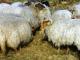 Putih Horned Heath Domba - Domba Breeds