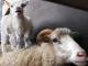 Weiß Horned Heath Hausschaf - Rassen Sheep