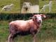 Weiß Horned Heath Hausschaf - Rassen Sheep