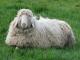 White Mountain (Weißes Bergschaf) ovca - Pasmina ovaca