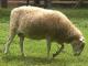 Biały Polled Heath owca - Rasy owiec