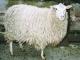 White Polled Heath  sheep