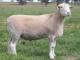 biały Suffolk owca - Rasy owiec