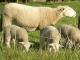 Wiltipoll ovca - Pasmina ovaca