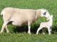 Wiltipoll Hausschaf - Rassen Sheep