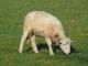 Wiltshire Horn  sheep