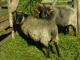 Wrzosówka Hausschaf - Rassen Sheep