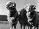 Xinjiang Baik Wol Domba - Domba Breeds