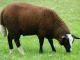 Zwartbles owca - Rasy owiec