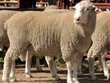 Afrino  sheep - cxvris jishebi