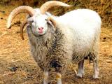 Altay  - owca - Rasy owiec