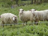 Apeninos Imagens de ovelhas