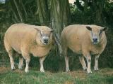 Avranchin  sheep - cxvris jishebi