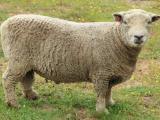 (Olde Angol) Babydoll Southdown Imagens de ovelhas