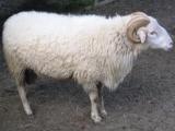 Las Bawarski  - owca - Rasy owiec