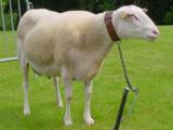 Belgium Milk  sheep - cxvris jishebi
