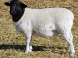 Blackheaded Persian Zdjęcia owiec